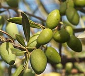 Olea europaea