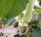 Tilia europaea