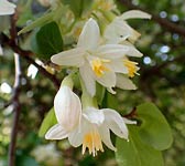 Styrax officinalis