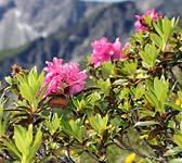 Rhododendron ferrugineum