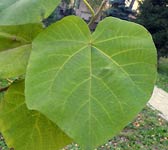 Paulownia tomentosa