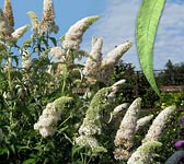 Buddleja davidii