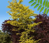 Gleditsia triacanthos