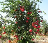 Punica granatum