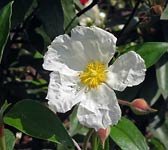 Cistus laurifolius