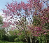Cercis siliquastrum
