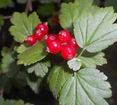 Ribes alpinum