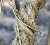 Lonicera periclymenum