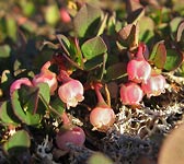 Vaccinium uliginosum