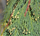 Cupressus nootkatensis