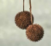 Platanus acerifolia (P. hispanica)