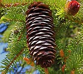 Abies alba
