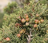 Juniperus phoenicea