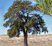 Juniperus thurifera