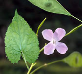 Lunaria rediviva