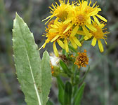 Inula viscosa
