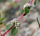 Illecebrum verticillatum