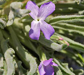 Matthiola sinuata