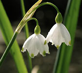 Leucojum aestivum
