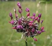 Allium scorodoprasum