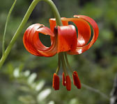 Lilium pomponium