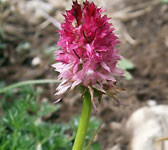 Nigritella rubra