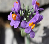 Linaria alpina