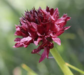 Nigritella austriaca