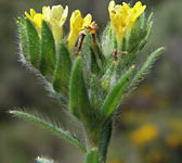 Lithospermum apulum