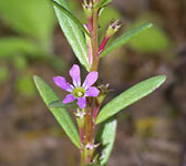 Lythrum hyssopifolia