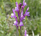 Linaria pelisseriana