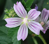 Lavatera cretica