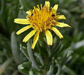 Inula crithmoides