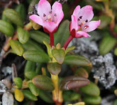 Loiseleuria procumbens