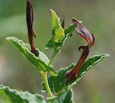 Aristolochia pistolochia