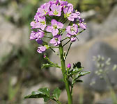 Cardamine raphanifolia