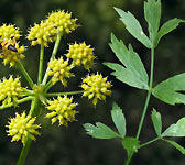 Levisticum officinale