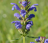 Dracocephalum ruyschiana