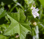 Malva parviflora