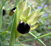 Iris tuberosa