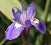 Iris sisyrinchium