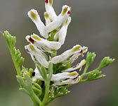 Fumaria parviflora