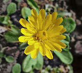 Leontodon pyrenaicus