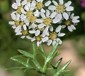 Achillea atrata