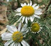 Matricaria perforata