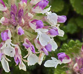 Teucrium pyrenaicum