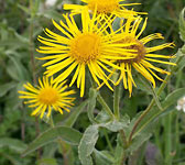 Inula britannica