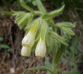 Onosma helvetica