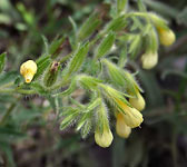 Onosma fastigiata