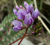 Oxytropis Jacquini